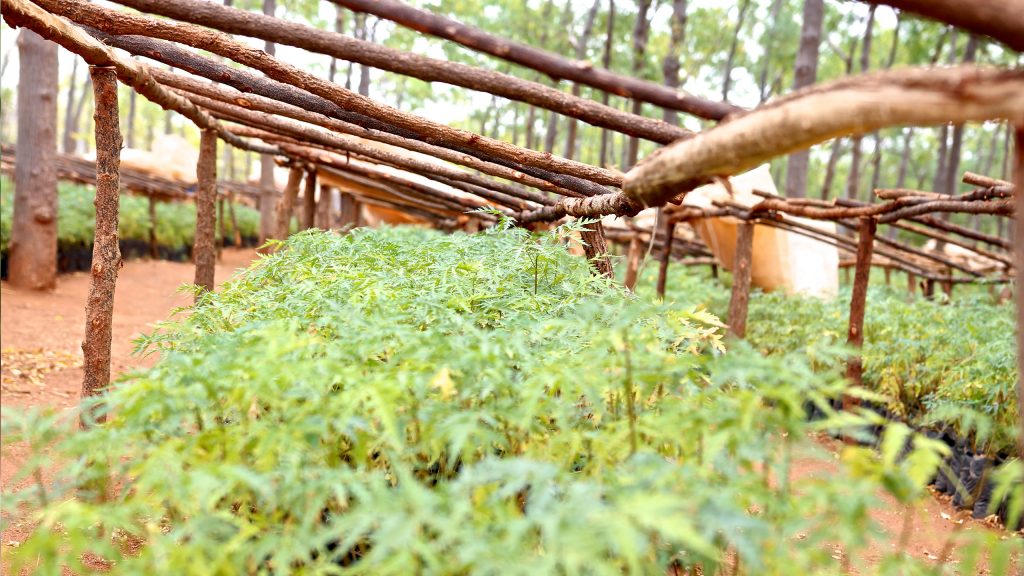 Tre spirer som er klare til å plantes. Kiambere, Kenya 2017