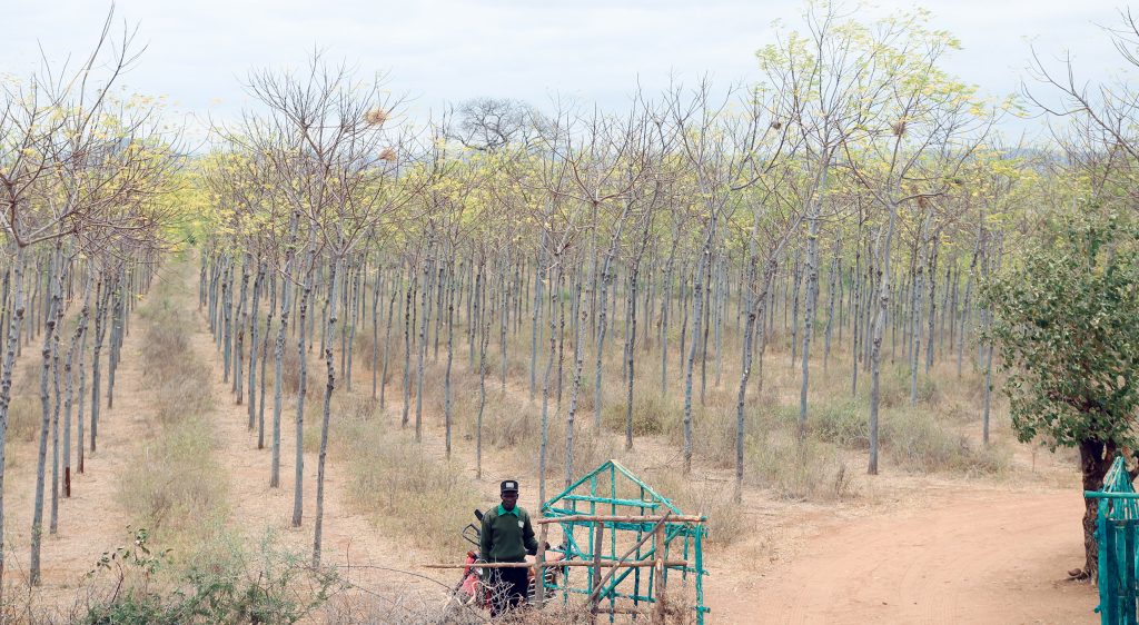 Dette er inngangen til Mukau treplantasjen til BGF i Kiambere. Kenya, 2017